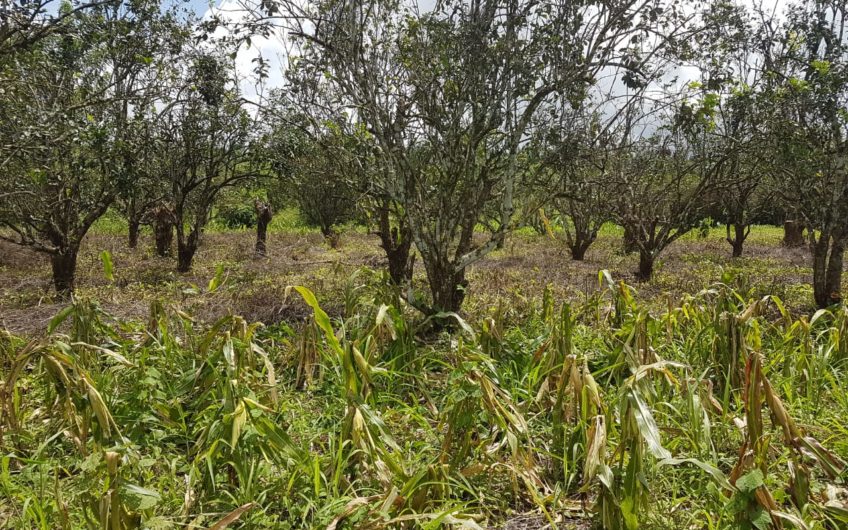 Venta de Terreno en Aldea la 36, El Negrito, Yoro