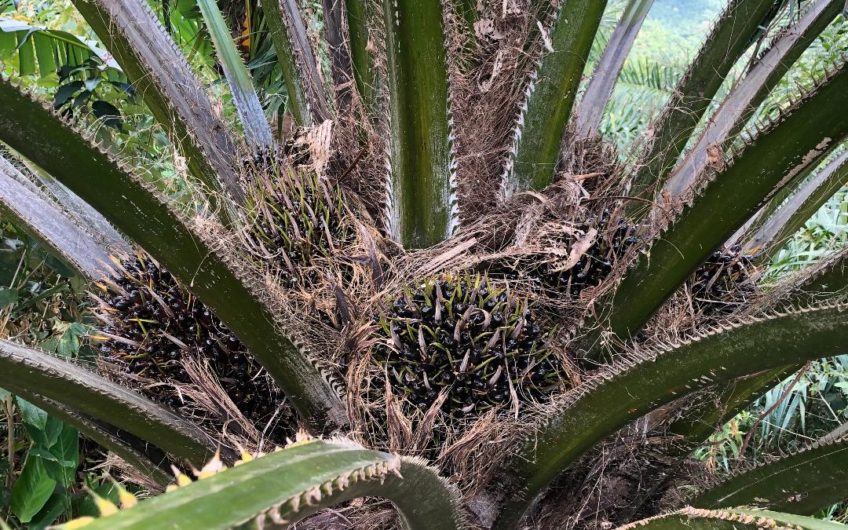 Venta de Terreno con Finca en el Progreso
