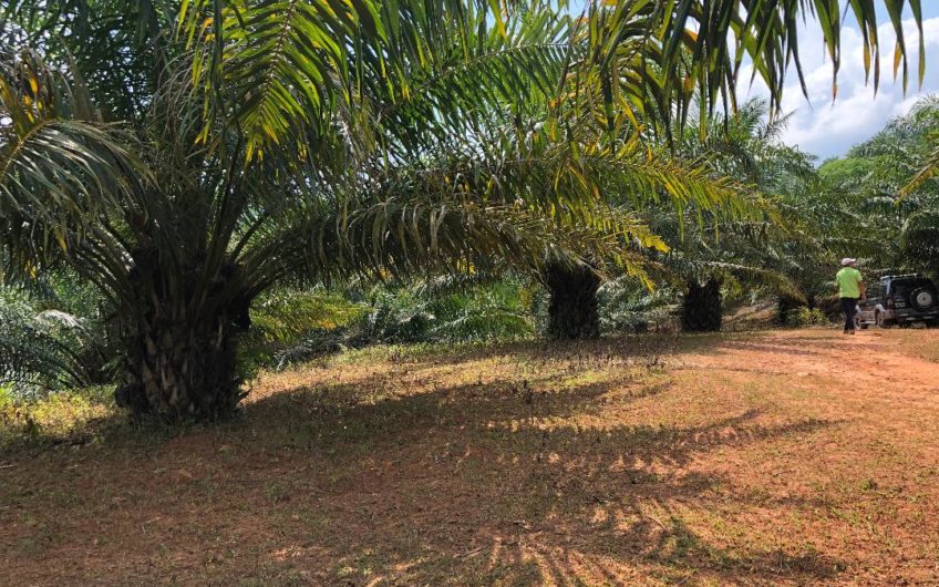 Venta de Terreno con Finca en el Progreso