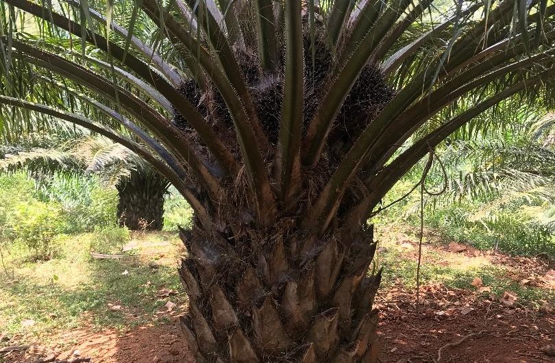 Venta de Terreno con Finca en el Progreso
