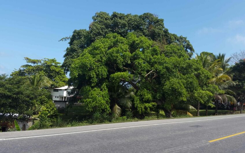 Venta de Terreno de Playa ubicado en Omoa
